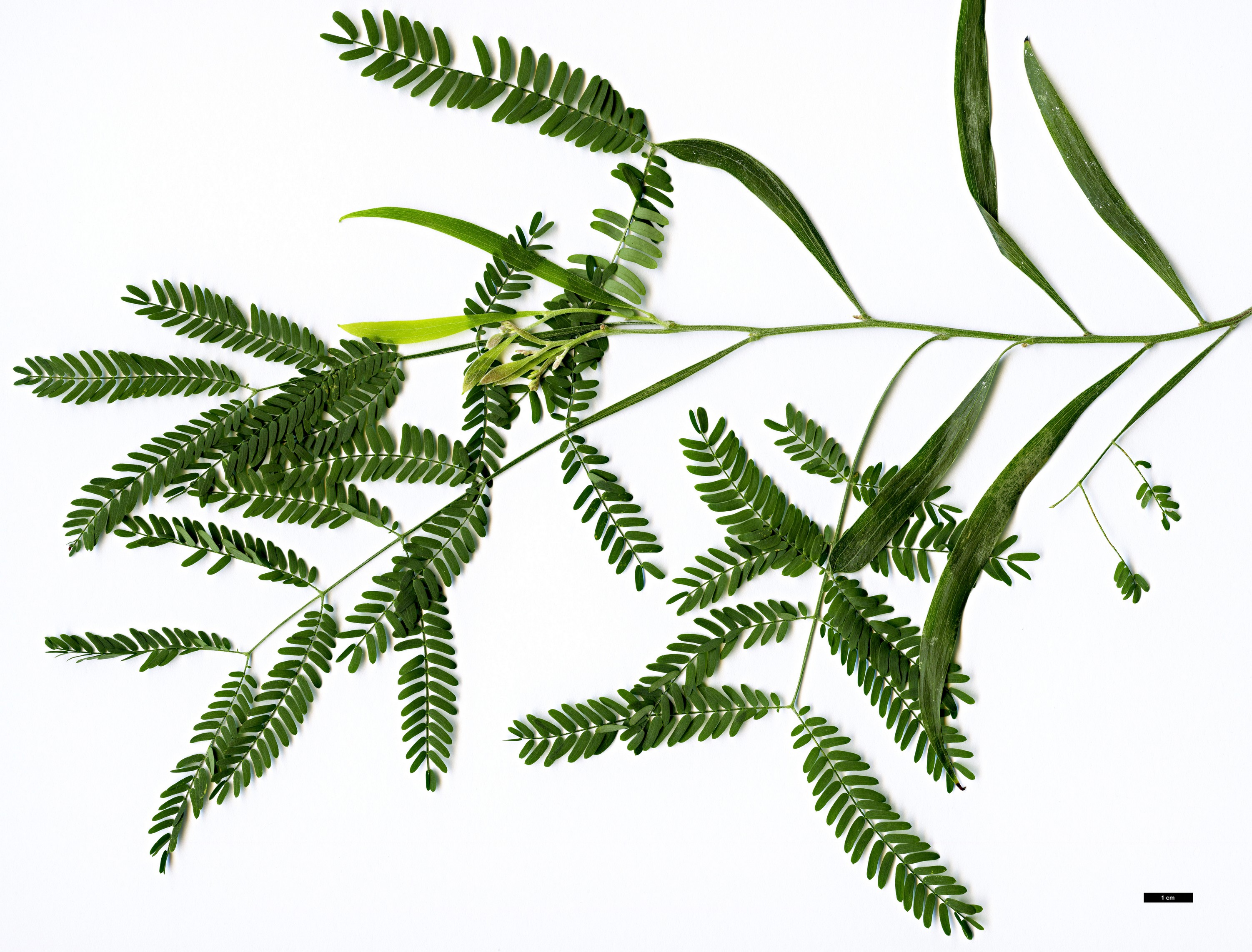 High resolution image: Family: Fabaceae - Genus: Acacia - Taxon: melanoxylon High resolution image: Family: Fabaceae - Genus: Acacia - Taxon: melanoxylon